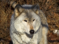 Arctic Wolf 024